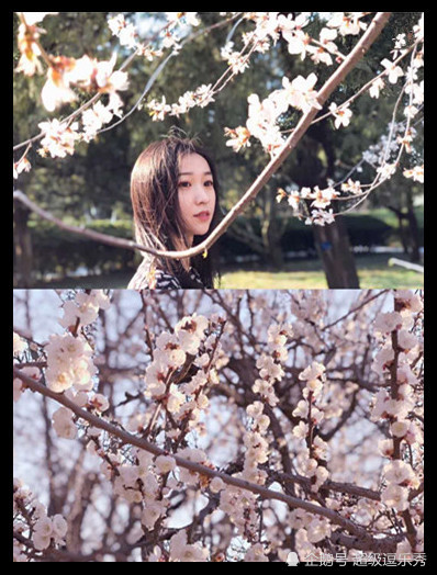 不要再拍樱花照了杏花开了让你感受三生三世十里杏花