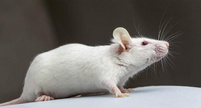喂养荷兰猪的小方法,小白鼠的喂养方法,来了解一下吧