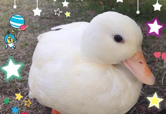 王思聪花重金买鸭子,当听到这个鸭子的价格,网友:这鸭不简单!