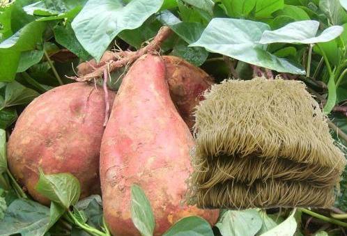 在农村,老乡采用这种方法做淀粉,红薯出粉率高