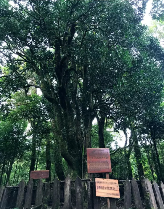 大雪山参观茶树王(来源:苍山韵)