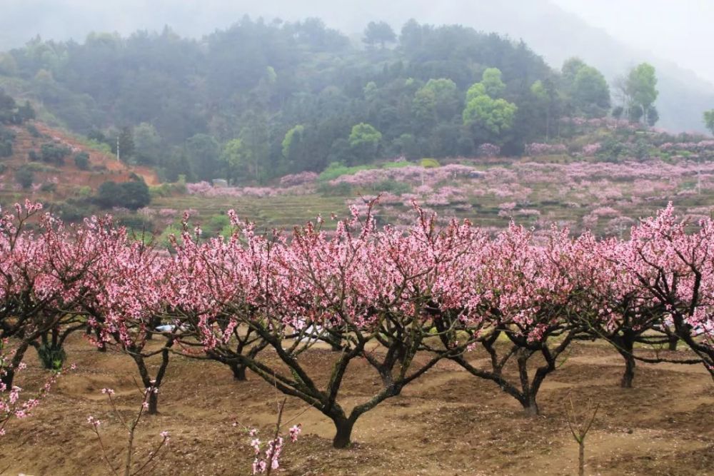 大写的美!福安穆云畲乡桃花节开幕,千亩桃花林美醉上万游人!