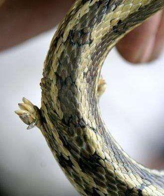 盘点动物中史上最冷的冷知识!