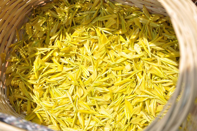 聚焦三农 江西宁都:万亩黄金茶,满山近批"黄金叶"