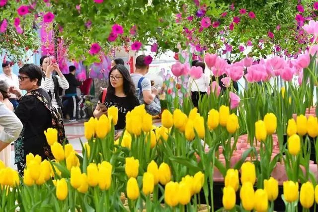 百万葵园的"郁金香花博秀 图片来源:gzphotos