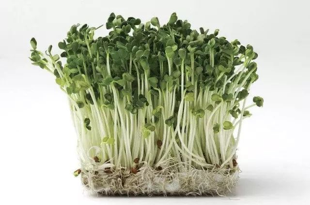 春天吃芽菜美味养生附菜谱