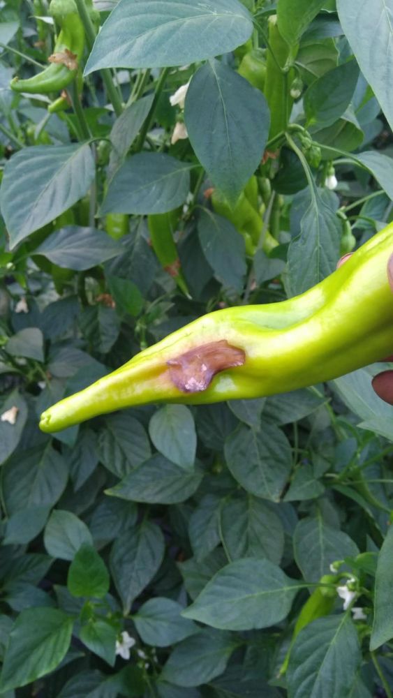 开封市的辣椒种植户在农管家后台的问答区域提问,辣椒果实这是怎么了?