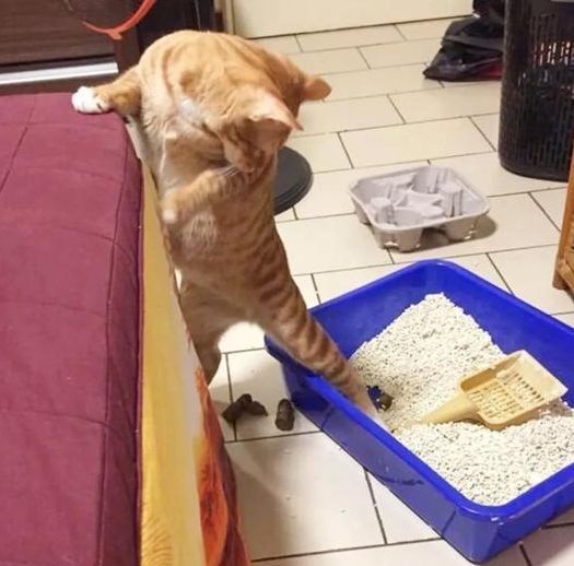 怕猫上厕所太无聊?把报纸贴在猫砂盆上!亲测有用!