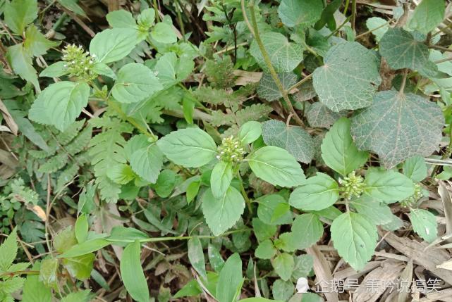 名称里带 菜 字的三种常见植物 却不作野菜 只供药用 广西 菜园 腮腺炎 马蓝 草药 风热感冒 肝炎