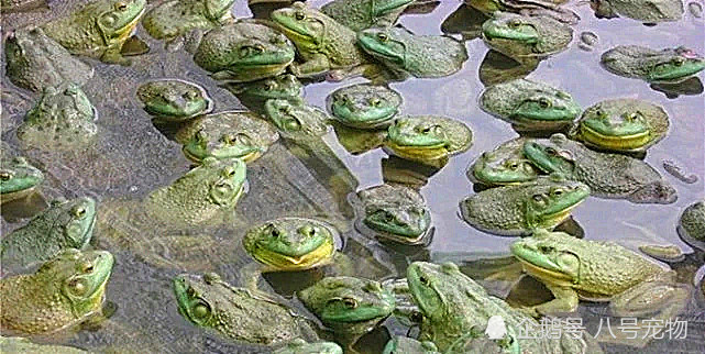 此入侵物种放生一只罚50万曾让农民头疼今被吃到要靠养殖