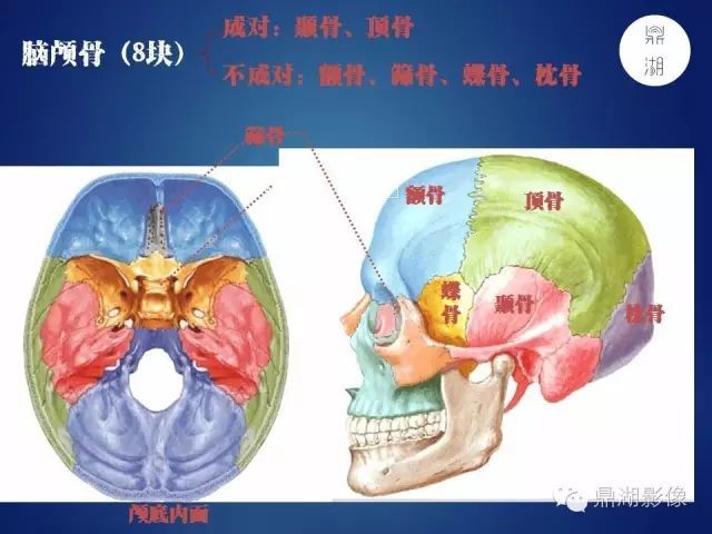 0mhippocampus:海馬各種剖面圖