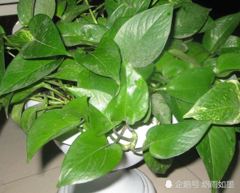 白醋倒进绿萝盆中,还有这么大的好处,看完快去试试