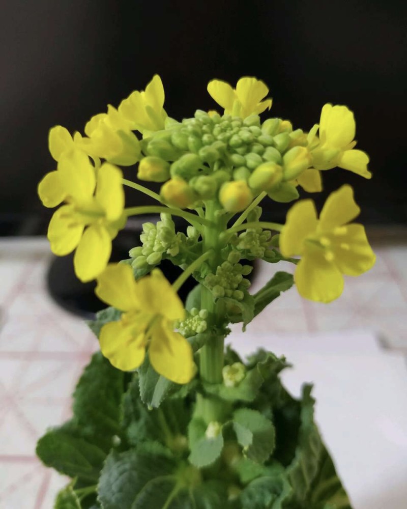 过年切菜 留点根 栽花盆里养出 油菜花 一学就会了 腾讯新闻