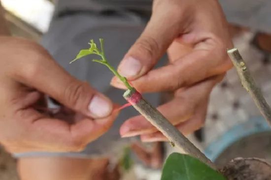 这样给杜鹃嫁接,才能培育出更好看的杜鹃花