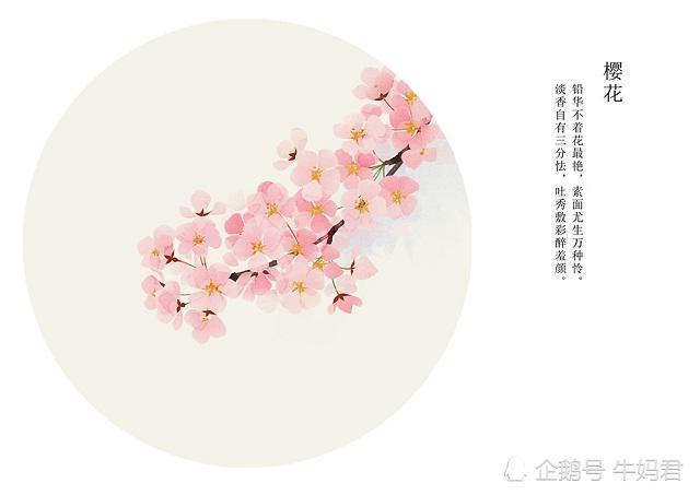 春天代表着离别 解密日本 樱花 歌为何充满惆怅感