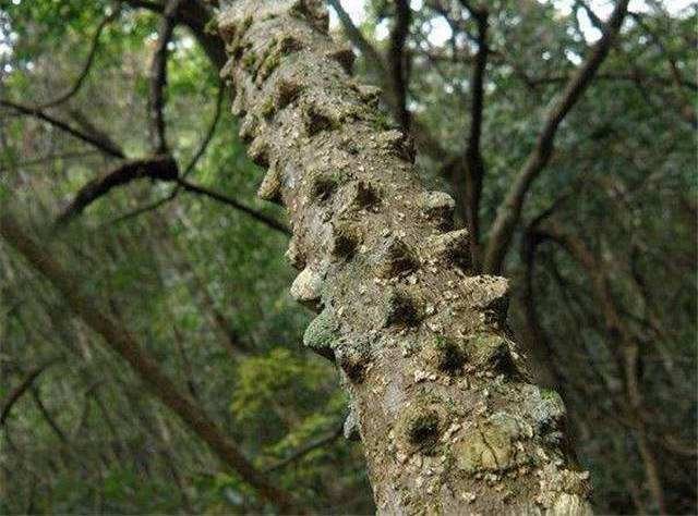 它浑身长满刺,人称"见血飞",农民见到就砍,却不知它能治胃病