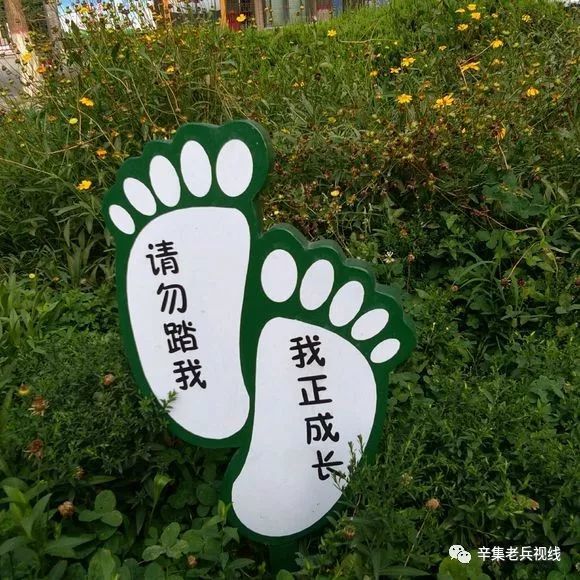 辛集網友:做網絡直播不應該踐踏草坪