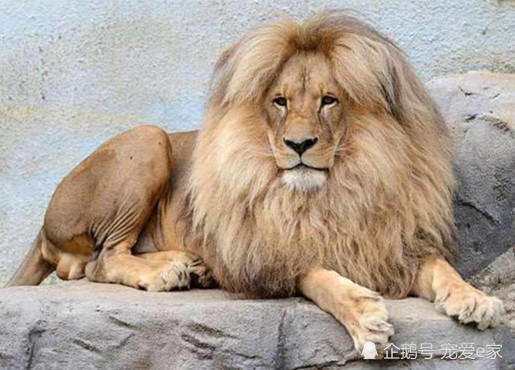 動物園給獅子吹新發型,獅子一笑秒創表情包,獲得網友百萬點擊