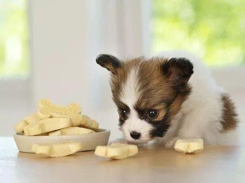 爱犬需提高免疫力 光靠食补可不够 三种方式结合效果更好
