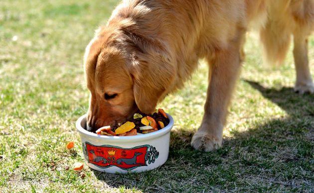 爱犬需提高免疫力 光靠食补可不够 三种方式结合效果更好