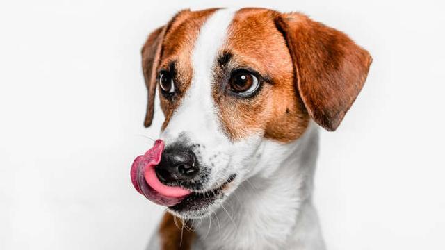 狗舔嘴唇是什么意思 跟人的行为差不多 都是紧张的表现 狗狗 幼犬