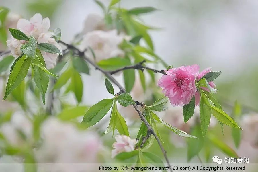 21,鸳鸯垂枝桃amygdalus'yuanyangchuizhi'