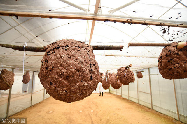 农村男子在大棚里面养胡蜂,效率高又安全,首年收入就有近千万元