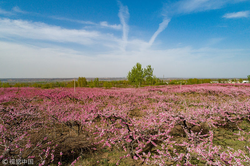 还记得十里桃林?陕西游,西安王莽乡,万亩盛开,现十里桃花美景