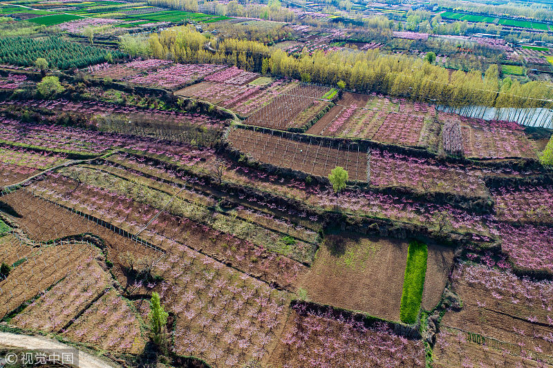 还记得十里桃林?陕西游,西安王莽乡,万亩盛开,现十里桃花美景