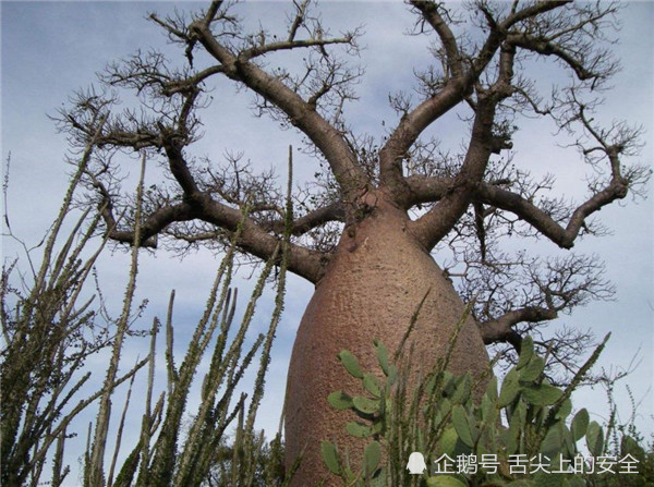 原来面包树真的能当成主食 火烤后味道和面包一样 能养活不少人 面包 主食 非洲 美食 淀粉