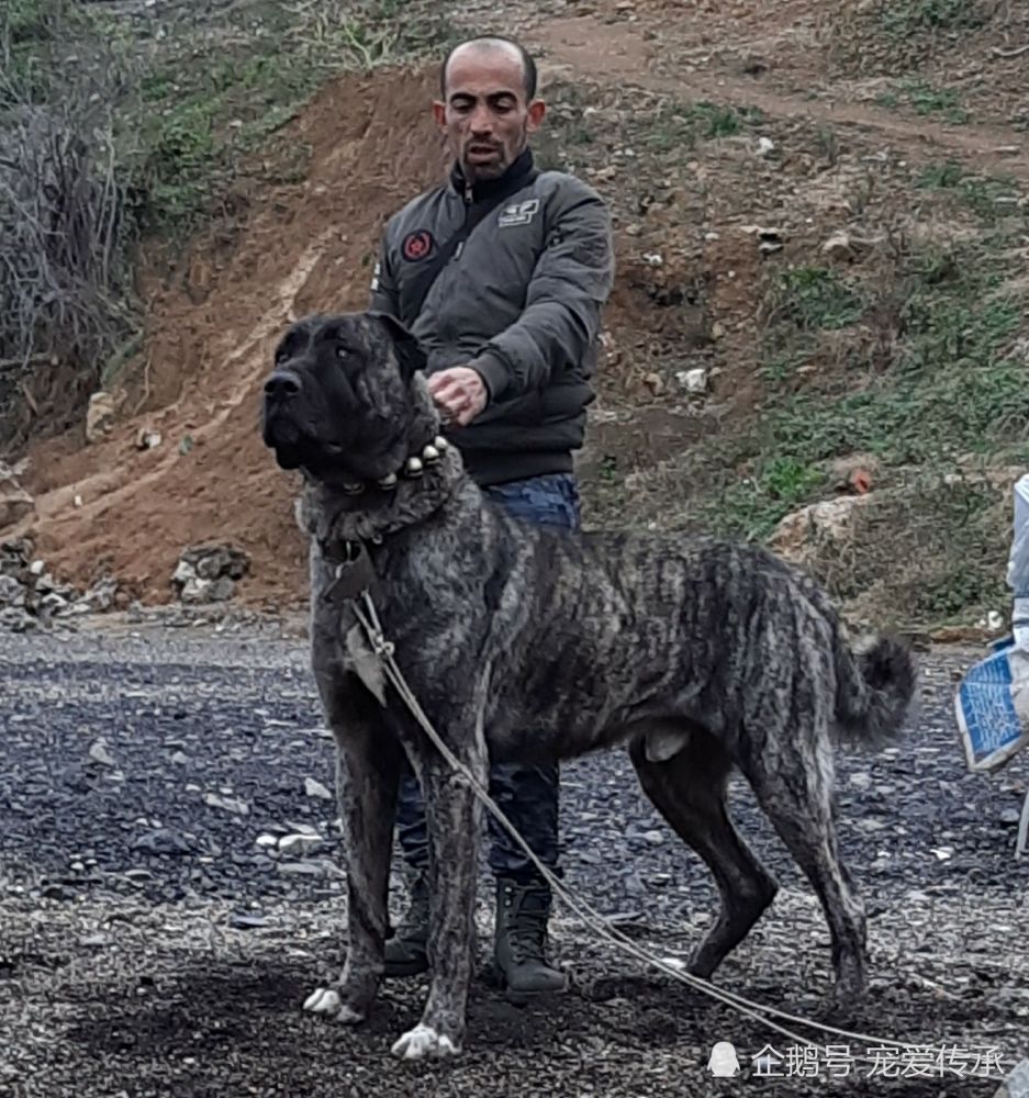 此犬被奉为巨兽,已有千年历史,至今无法被归于犬类,原因于此