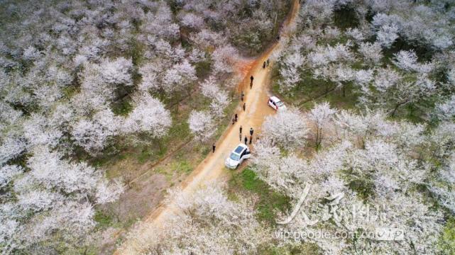 2019年3月30日,安徽省郎溪縣十字鎮新和村成片的櫻花林與油菜花田構成