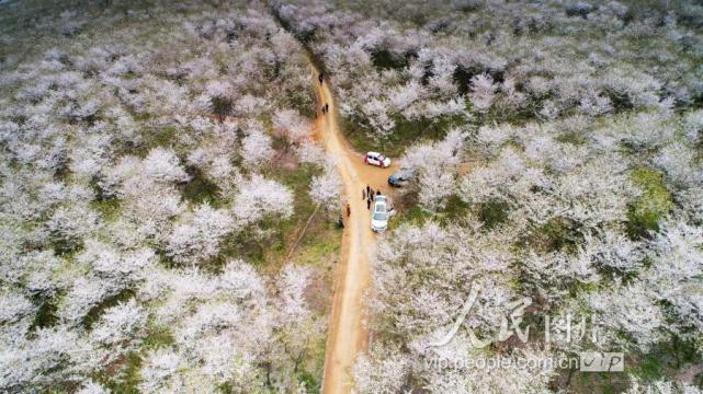 2019年3月30日,安徽省郎溪縣十字鎮新和村成片的櫻花林與油菜花田構成