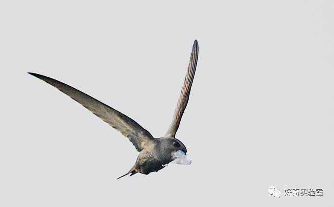 张国荣口中“无脚鸟”，真的有?只是它不想飞下来