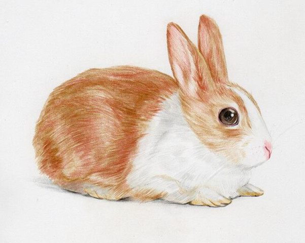 中世纪到底有多黑暗,杀人的兔子,代表