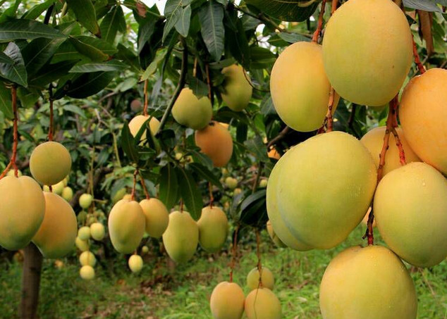 采收芒果后的果园管理工作你都做全了吗?以下几点真的很重要!