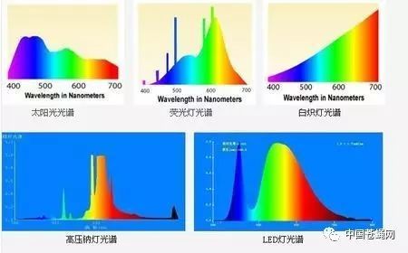 虻虫小太阳,led光源作为黑水虻成虫繁育环节的补光灯或是日光的替代