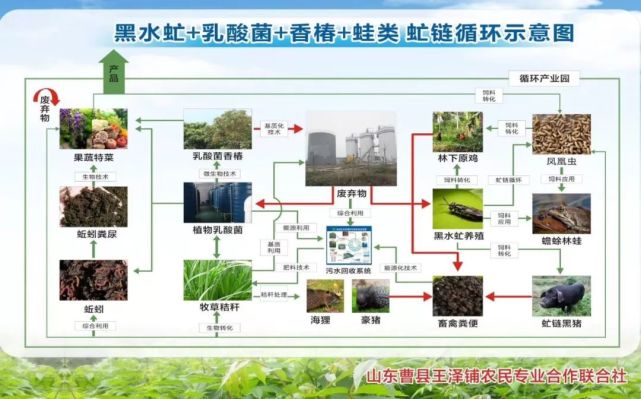 黑水虻的生態循環農業模式,讓黑水虻真正成為價值萬金的