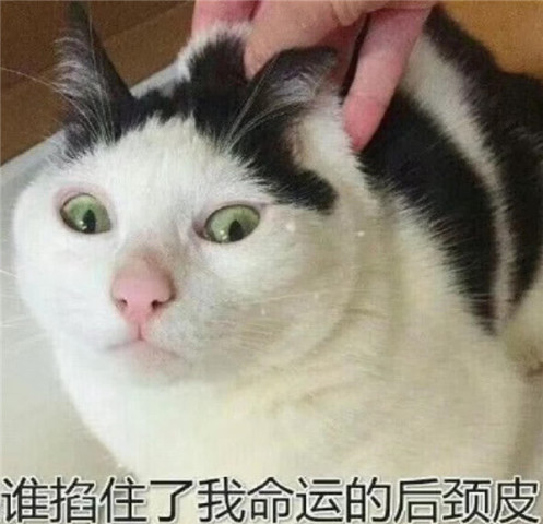 可爱猫咪表情包,我也不想这样啊,还不都是为了生活