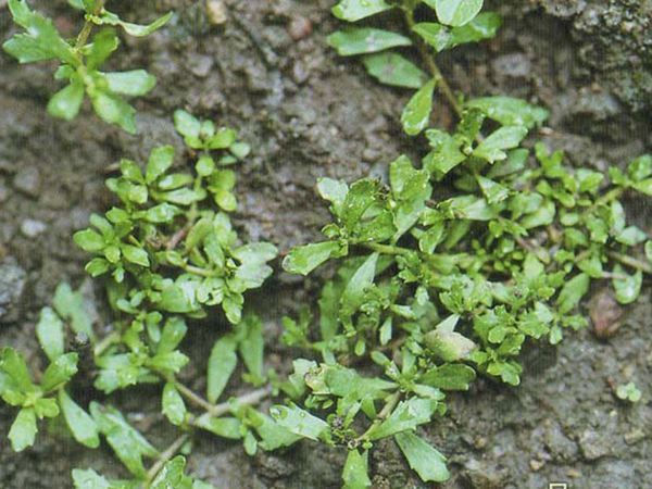 田边一种野草,鹅见了都不吃,却对鼻炎有奇效|石胡荽|鹅不食草|野草