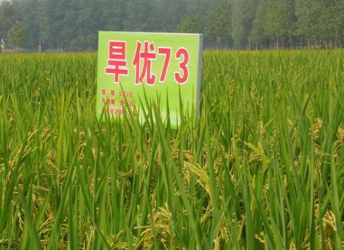 为了发展节水抗旱水稻,汉优73是一个优质高产的节水抗旱水稻品种.4.