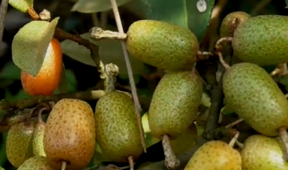 农村的野果子可是很多的,口感和味道也不输于我们平