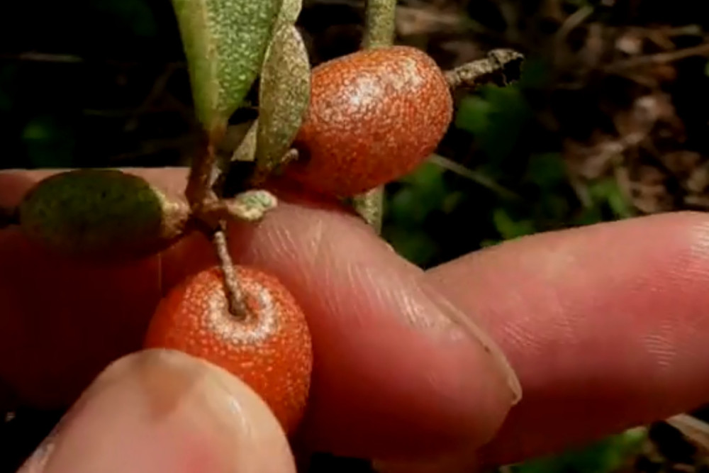 据研究,这种野果子中含有一些的营养成分,对于女性来