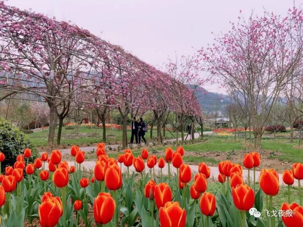 憋疯啦就来湄潭水湄花谷邂逅吧