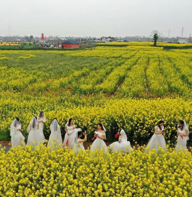安徽枞阳油菜花旅游宣传推广周暨美丽乡村摄影展启动