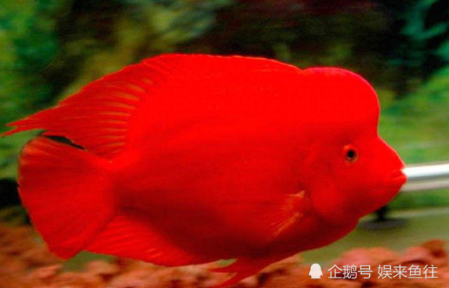 财神鹦鹉鱼饲养方法_高氧鱼缸氧气设备选择_迷你鹦鹉鱼加热
