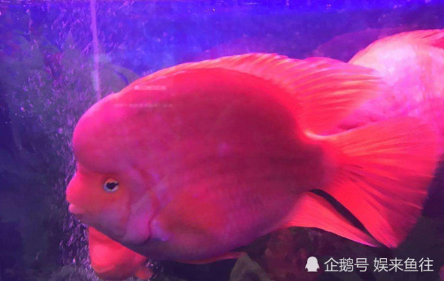 财神鹦鹉鱼饲养方法_迷你鹦鹉鱼加热_高氧鱼缸氧气设备选择