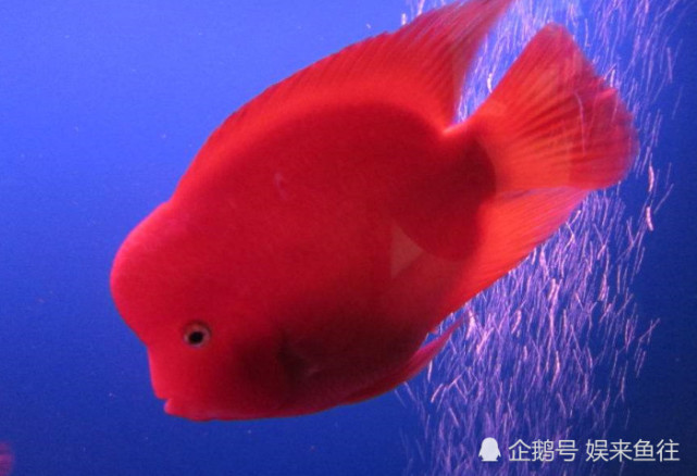 财神鹦鹉鱼饲养方法_高氧鱼缸氧气设备选择_迷你鹦鹉鱼加热