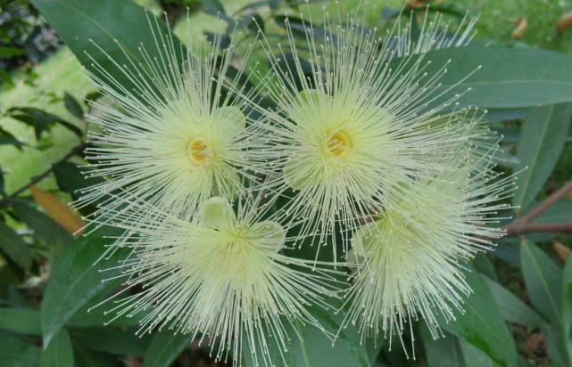 空心"野果,南方地区很常见,北方人却花钱都难买|野果子|蒲桃|果实