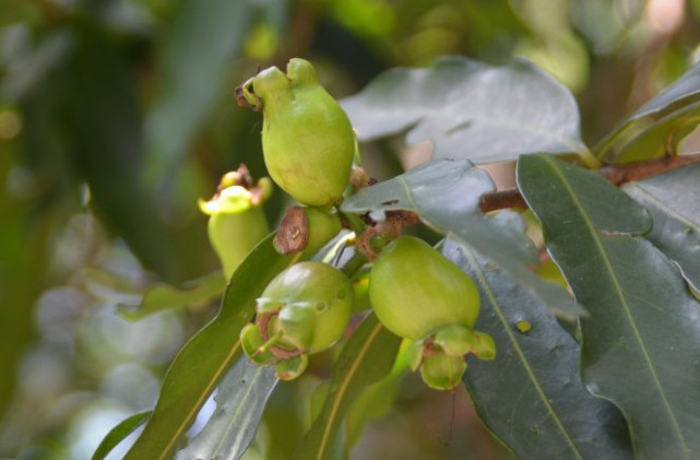 空心"野果,南方地区很常见,北方人却花钱都难买|野果子|蒲桃|果实